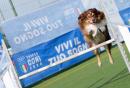 Agility Dog Trofeo CONI Ph Simone Ferraro SFA01980