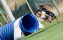 Agility Dog Trofeo CONI Ph Simone Ferraro SFA02000