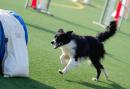 Agility Dog Trofeo CONI Ph Simone Ferraro SFA02095
