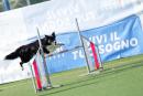 Agility Dog Trofeo CONI Ph Simone Ferraro SFA02103