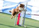 Agility Dog Trofeo CONI Ph Simone Ferraro SFA02130