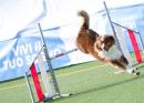 Agility Dog Trofeo CONI Ph Simone Ferraro SFA02141