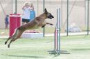 Agility Dog Trofeo CONI Ph Simone Ferraro SFA02155