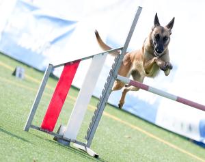 Agility Dog Trofeo CONI Ph Simone Ferraro SFA02166