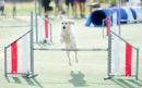 Agility Dog Trofeo CONI Ph Simone Ferraro SFA02215