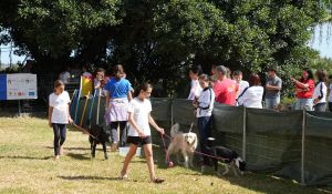 trofeo coni agility dog sfe08675 simone ferraro ph