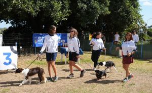 trofeo coni agility dog sfe08685 simone ferraro ph