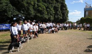 trofeo coni agility dog sfe08828 simone ferraro ph