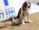 trofeo coni agility dog sfe09047 simone ferraro ph