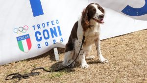 trofeo coni agility dog sfe09047 simone ferraro ph